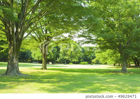 公園樹 公園樹 49628471
