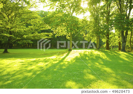 公園樹 公園樹 49628473