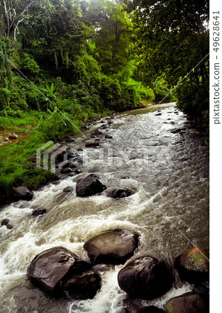 River in the forest 49628641