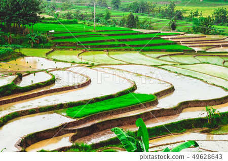 Terraced rice fields in Madiun, Indonesia Terraced rice fields in Madiun, Indonesia 49628643