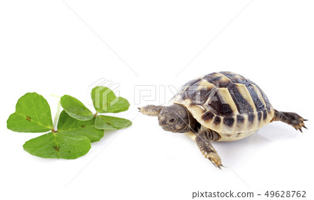 young Tortoise and trefoil 49628762