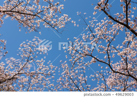 Cherry blossoms in full bloom swaying in the spring breeze 49629003