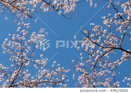 Cherry blossoms in full bloom swaying in the spring breeze Cherry blossoms in full bloom swaying in the spring breeze 49629008