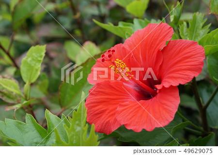 Hibiscus Hibiscus 49629075