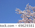 SakuraFubuki  49629381