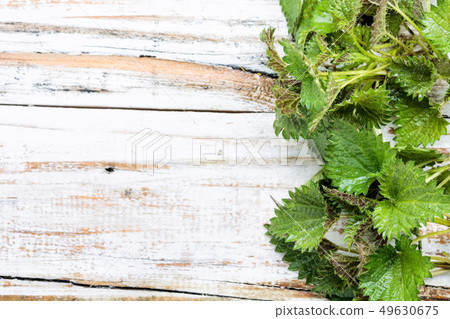 Bunch of common nettles 49630675