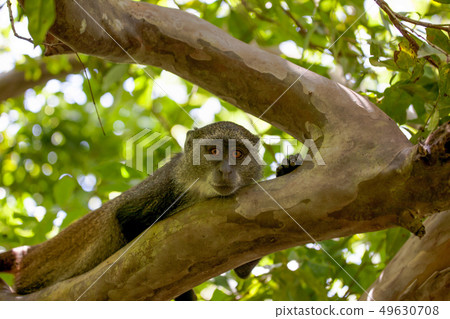 Monkey on a tree looking at the camera 49630708
