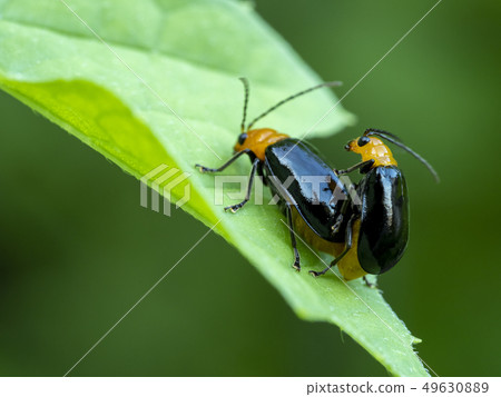 Urihamushi Leaf-leafworm 49630889