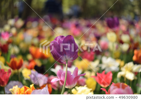 Hitachi beach park tulip 49630980