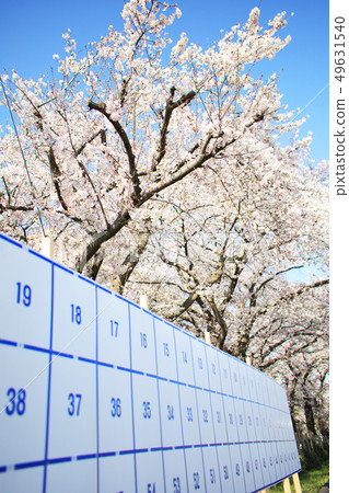 Election and cherry blossom Election and cherry blossom 49631540