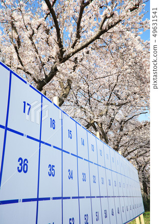 Election and cherry blossom Election and cherry blossom 49631541