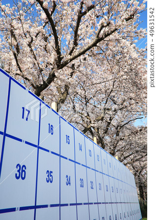 Election and cherry blossom Election and cherry blossom 49631542