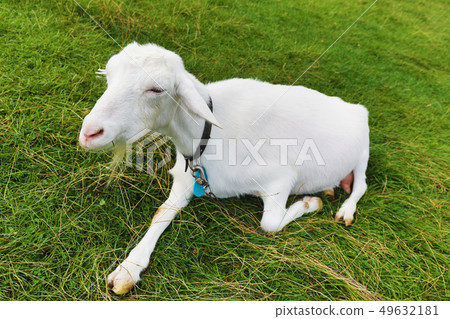 goat  49632181