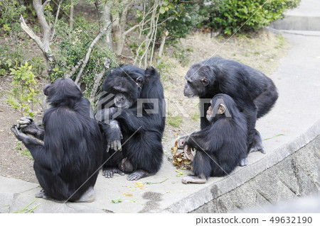 Chimpanzee chimpanzee family monkey family family parent and child 49632190