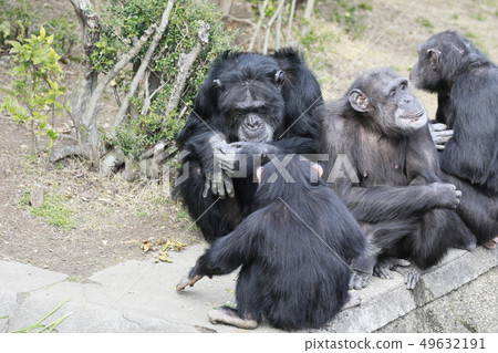 Chimpanzee chimpanzee family monkey family family parent and child 49632191