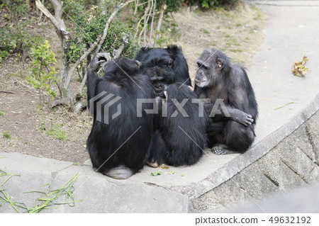 Chimpanzee chimpanzee family monkey family family parent and child 49632192