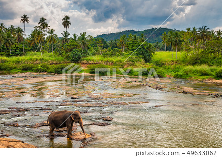 Elephants bathing in the river. Pinnawala Elephant Orphanage. Sri Lanka. Elephants bathing in the river. Pinnawala Elephant Orphanage. Sri Lanka. 49633062