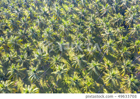 Coconut plantation green field agriculture Coconut plantation green field agriculture 49633708