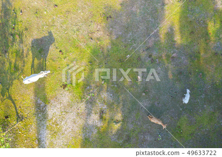 Aerial top view of cows on green meadow Aerial top view of cows on green meadow 49633722