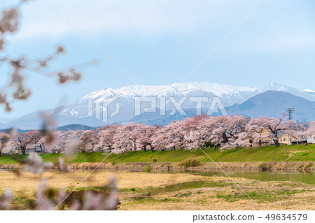 Zao and a thousand cherry blossoms at a glance 49634579