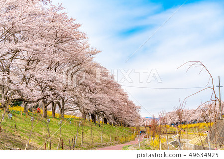 Cherry blossoms lined with cherry blossoms at first sight 49634925