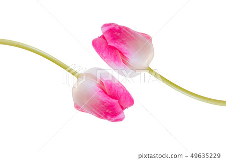 桃紅色鬱金香樣式，白色背景 49635229