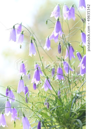 Iwashijin wildflowers blue flowers Iwashijin wildflowers blue flowers 49635342