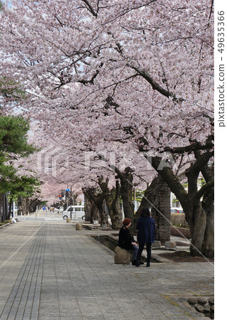 Sakura Sakura青森縣十和田市政府街 Sakura Sakura青森縣十和田市政府街 49635366