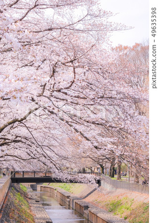 Zenfukuji河綠地的櫻花 49635398