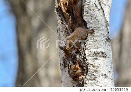 Child of Ezolith 49635439