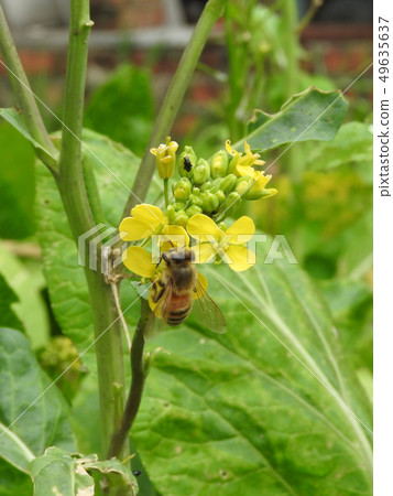 Bee sucking nectar within yellow flower. Bee sucking nectar within yellow flower. 49635637