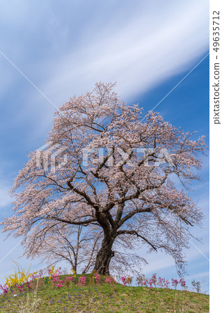 藍天和一棵櫻桃樹宮城Shibata 藍天和一棵櫻桃樹宮城Shibata 49635712