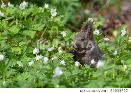 春天Ezolith 49635755