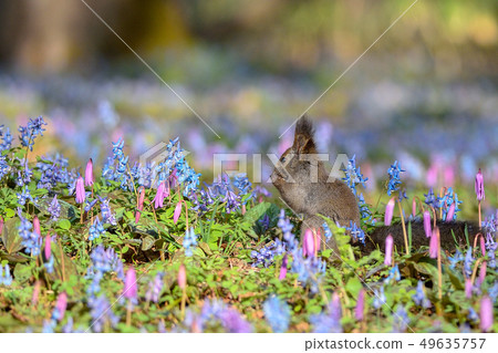 春天Ezolith 49635757