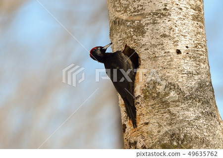 黑啄木鳥 49635762