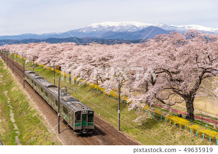 Cherry blossoms at first sight and train Zao 49635919
