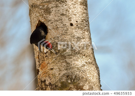 Kumagera Kumagera 49635933