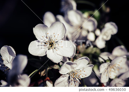 Cherry flowers frame 49636030