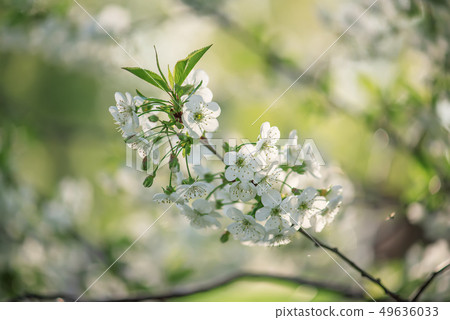 Cherry flowers frame 49636033