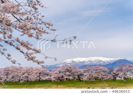 Zao and a thousand cherry blossoms at a glance 49636055