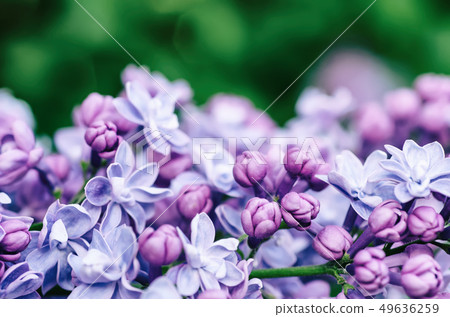 Lilac flowers macro Lilac flowers macro 49636259