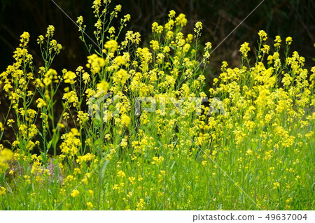 強姦開花發光3在黑背景 49637004