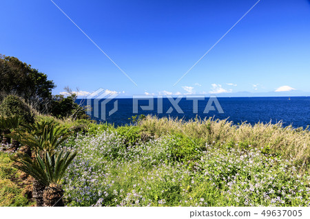 Arasaki Park（春天） 49637005