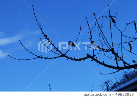 Winter sparrow 49638050