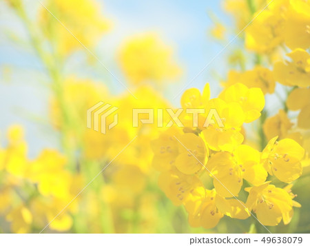 Soft and refreshing rape blossoms (horizontal) Soft and refreshing rape blossoms (horizontal) 49638079
