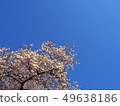 Cherry Blossoms	 49638186