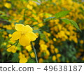 Yellow flower 49638187
