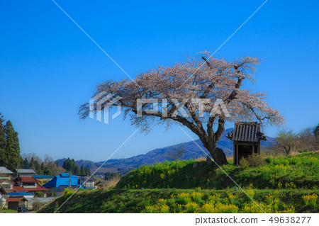 "Sakura of Fukushima Ozawa" Cherry blossoms and rape blossoms of Ozawa "Sakura of Fukushima Ozawa" Cherry blossoms and rape blossoms of Ozawa 49638277