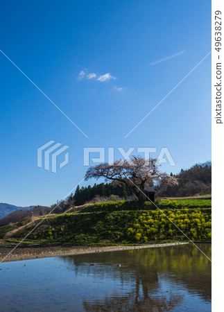 “小澤福島的櫻花”小澤的櫻花和油菜花以及稻田 “小澤福島的櫻花”小澤的櫻花和油菜花以及稻田 49638279