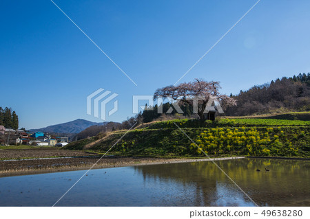 "Sakura of Fukushima Ozawa" Cherry blossoms and rape blossoms and rice fields of Ozawa "Sakura of Fukushima Ozawa" Cherry blossoms and rape blossoms and rice fields of Ozawa 49638280